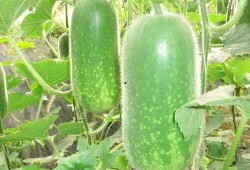 热门大瓜往期内容,往期热门事件深度回顾